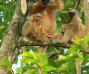 Golden Langur