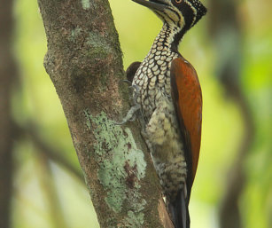 greater flameback woodpecker