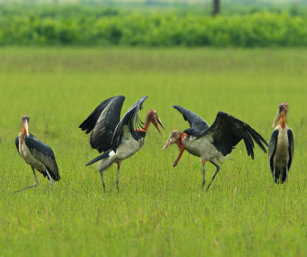 greater adjutant stork