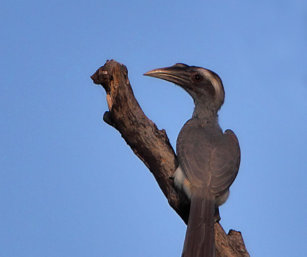 Grey Hornbill