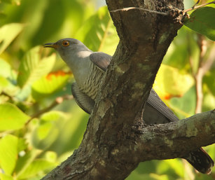 indian cuckoo