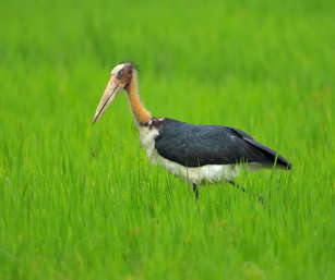lesser adjutant stork