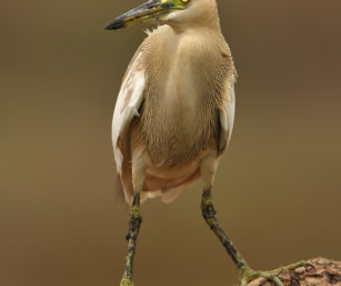 pond heron