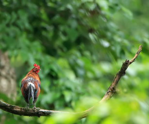 Red jungle fowl