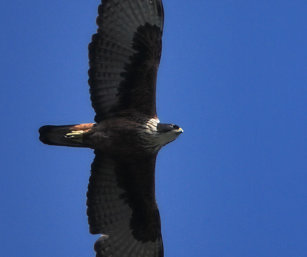 rufous-bellied eagle