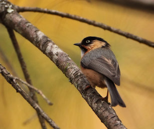 rufous-fronted tit
