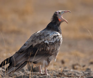 Scavenger Vulture