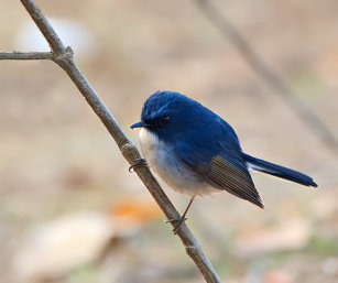 slaty blue flycatcher