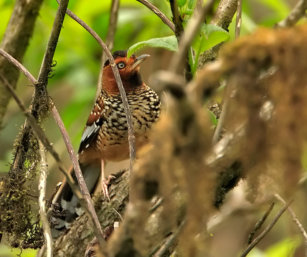 Spotted Laughing Thrush