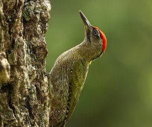 streak-throated woodpecker