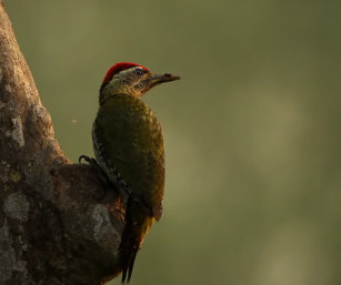 streaked woodpecker