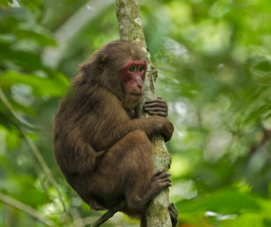 stump-tailed macaque