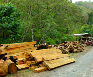 Rampant logging