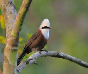 white-crested laughing thrush