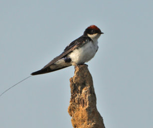 wire-tailed swallow