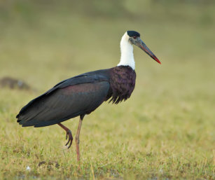 woolly-necked stork