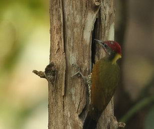 yellow-nape woodpecker