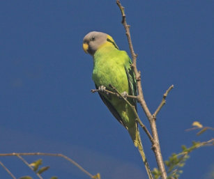 Blossom-Headed Parakeet