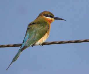 Blue-tailed bee eater