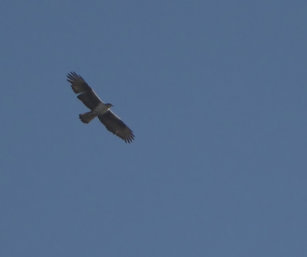 Bonnelis Eagle