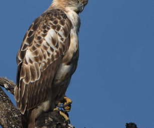Changeable Hawk Eagle