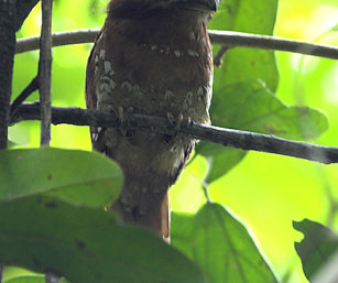 Frogmouth