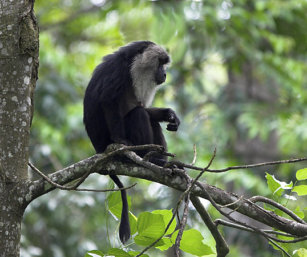 Lion-Tailed Macaque