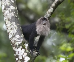 Lion-tailed Macque
