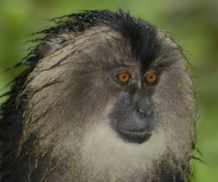 Lion-tailed Macque