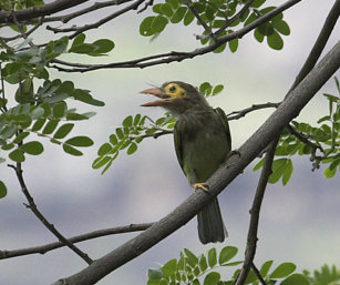 Lineated Barbet