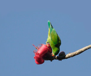 Vernal Hanging Parrot