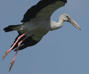 Open-billed Stork