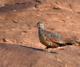 Painted spurfowl
