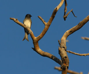 White-bellied Drongo