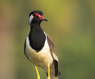 Red-Wattled Lapwing