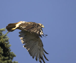 Red Tailed Hawk