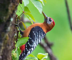 Rufous-Bellied Woodpecker