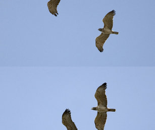 Short-Toed Snake Eagle
