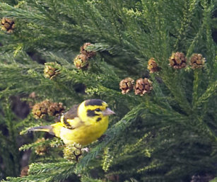 Yellow Breasted Greenfinch