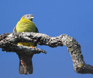 Yellow-footed Green pigeon