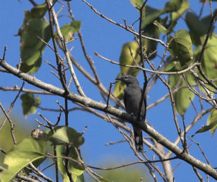 Black-winged Cuckoo Shrike