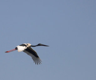 Black-Neck Stork