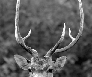 Chital Stag