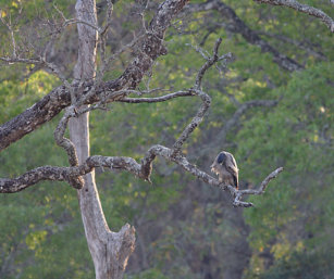Crested Serpant Eagle