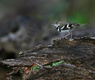 forest wagtail