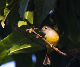 Grey-Headed Canary Flycatcher