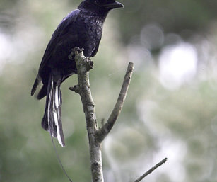 Great Racket-Tailed Drongo