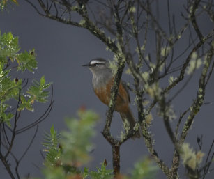Grey-Breasted Laughing Thrush
