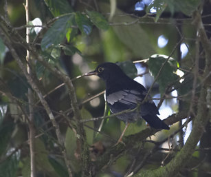 Grey-Winged Blackbird