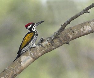 Great Flameback Woodpecker